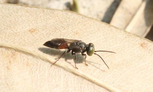 Tachysphex sp.